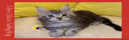 Maine Coon cats for sale: Gorgeous TICA Pedigree Maine Coon Kittens - Advert 15
