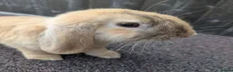 Mini Lop rabbits for sale: Mini lops  - Advert 6