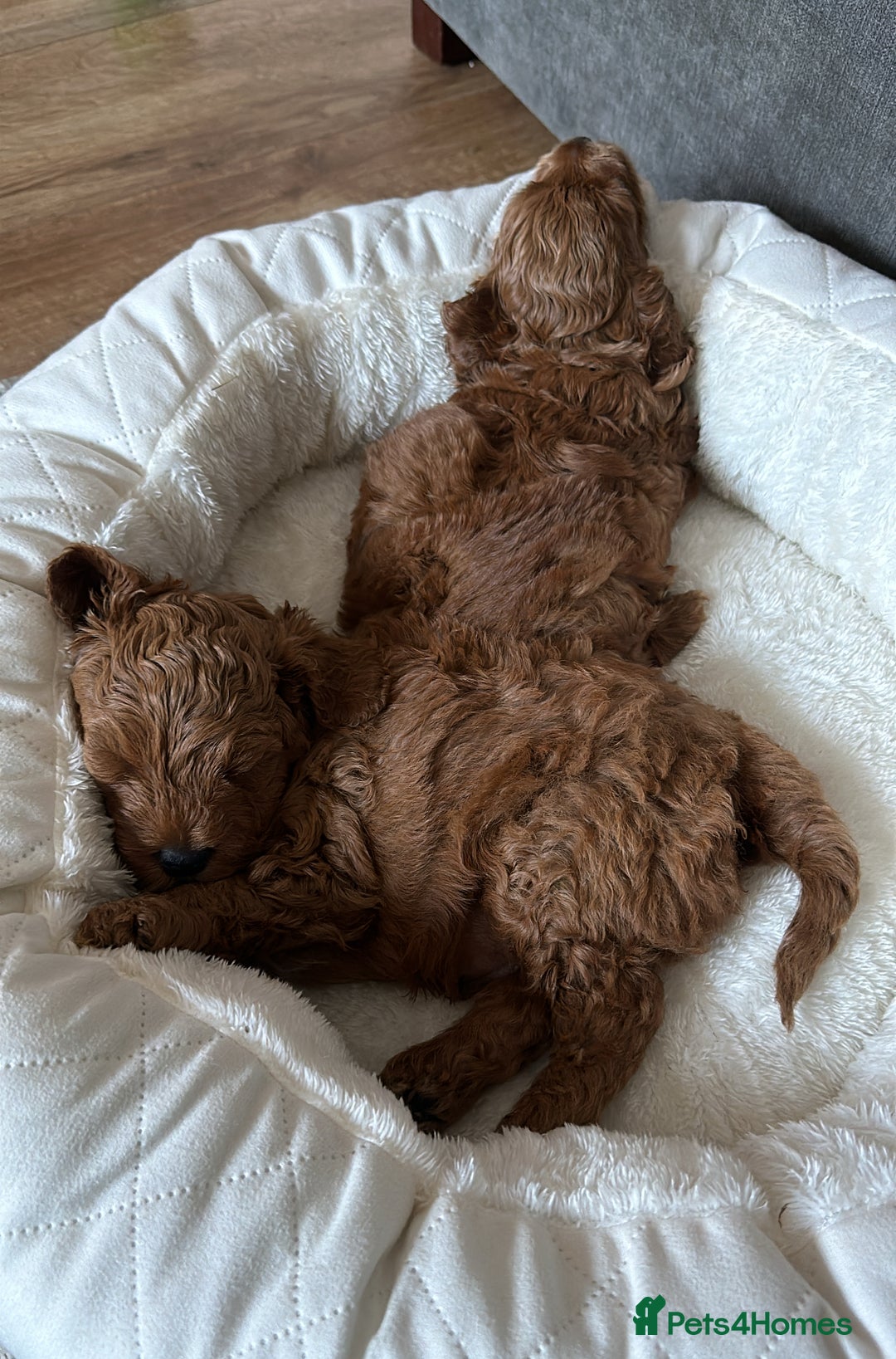 Cockapoo dogs for sale: LAST GORGEOUS RED TOY COCKAPOO PUPPY -  £1850 - Image 4