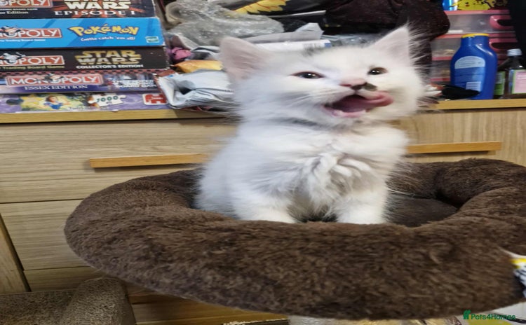 Mixed Breed cats - Advert 8