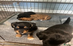 Jackapoo dogs for sale: Adorable Jackapoo puppies for sale !!!! - Image 1
