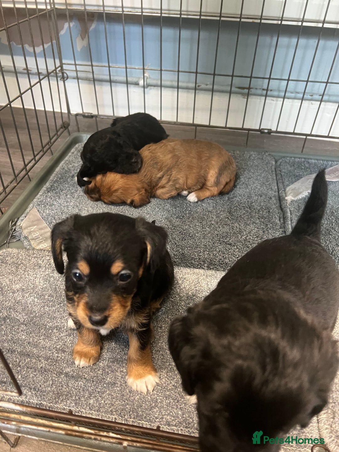 Jackapoo dogs for sale: Adorable Jackapoo puppies for sale !!!! - Image 1