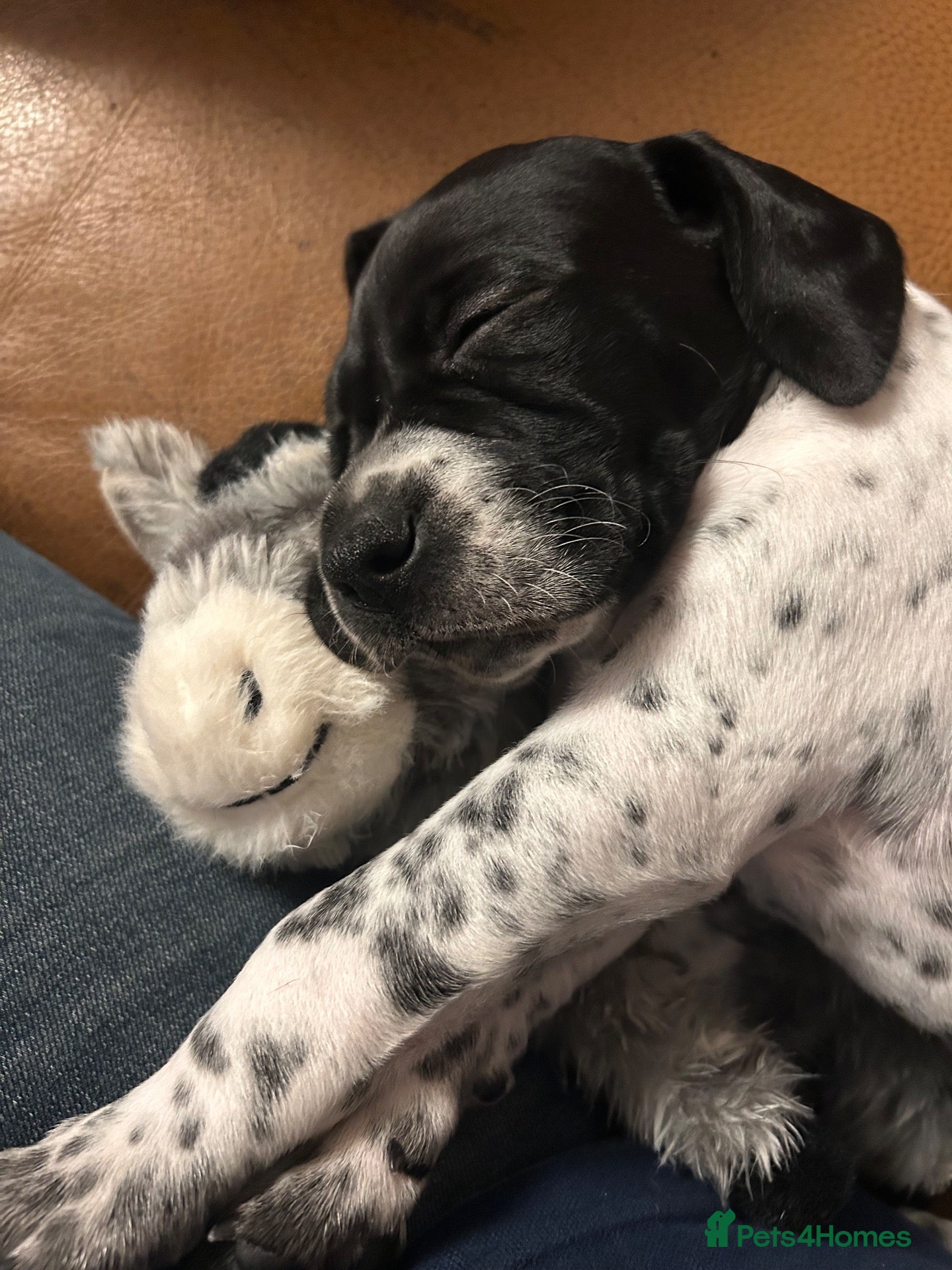 Pointer dogs Gorgeous KC reg Pointer Puppies - Advert 2