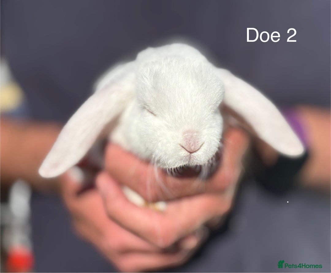Mini Lop rabbits for sale: Gorgeous Pure Mini Plush Lops - Image 5