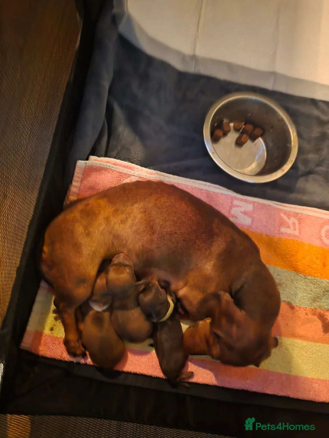 Miniature Dachshund dogs for sale: Miniature-dachshund  - Advert 1