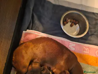 Miniature Dachshund dogs Miniature-dachshund - Advert 1