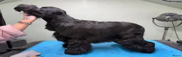 Cocker Spaniel dogs for sale: The Tremendous Thule - Advert 3