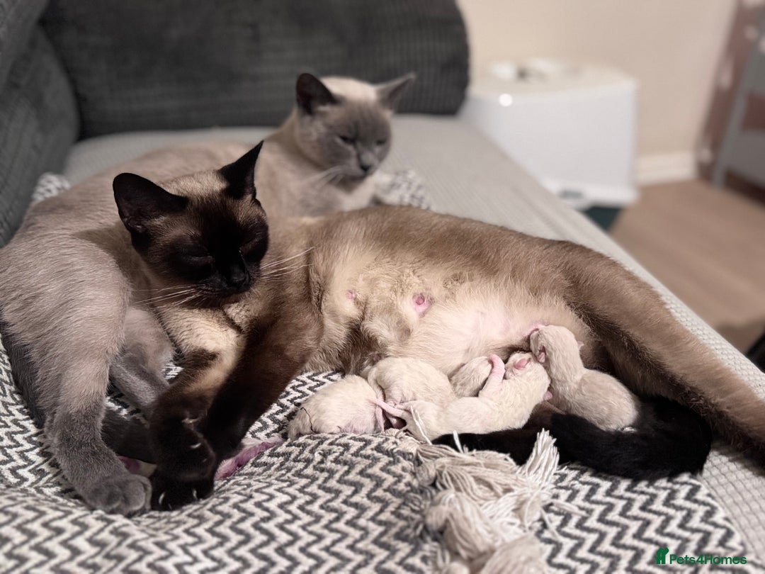 British Shorthair cats for sale: Beautiful British shorthair kittens - Advert 2