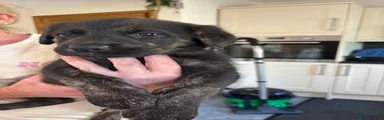 Sheprador 1