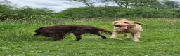 Labradoodle dogs for sale: Labradoodle - Advert 9