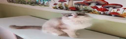 Ragdoll cats for sale: TICA registered Beautiful EU Ragdoll!  - Advert 4