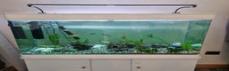 Tetras fish for sale: Different variety of tropical fish  - Advert 1