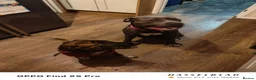 Mixed Breed dogs for sale: Cane corso x collie x ridgeback puppies - Advert 1