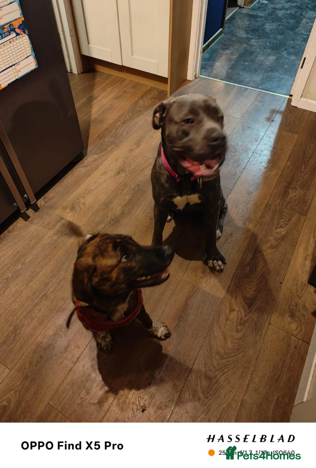 Mixed Breed dogs for sale: Cane corso x collie x ridgeback puppies - Advert 1