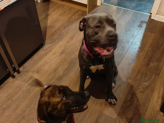 Mixed Breed dogs for sale: Cane corso x collie x ridgeback puppies - Advert 1