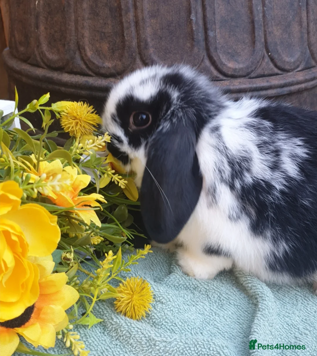 Mini Lop rabbits for sale: Super friendly minilop  in Cardiff - Advert 1