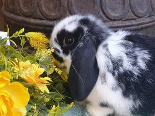 Mini Lop rabbits Super friendly minilop in Cardiff - Advert 1