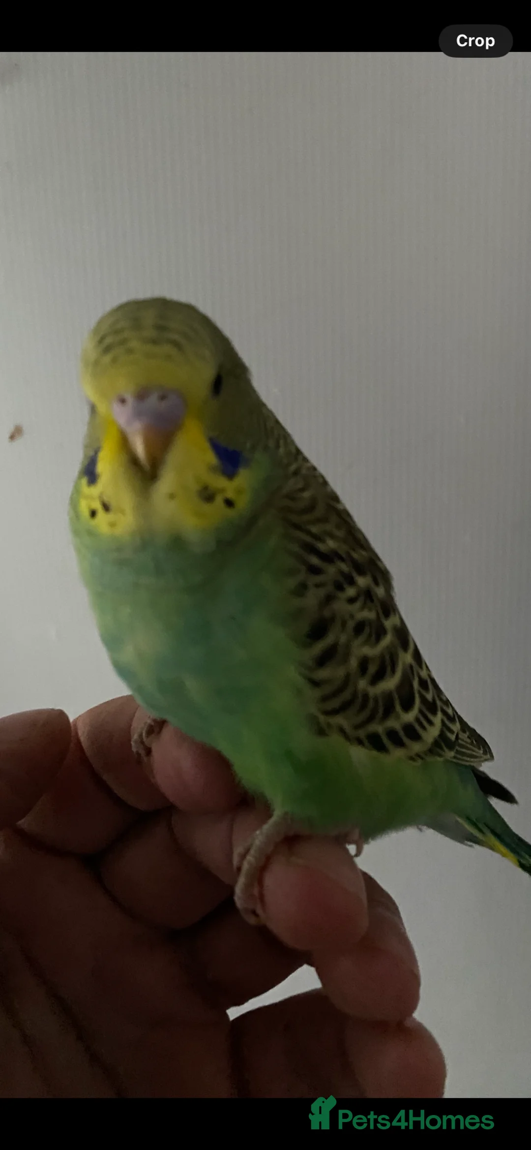 Budgerigars birds for sale: Young budgies  - Advert 4