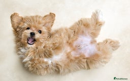 Maltipoo dogs for sale: Gorgeous Maltipoo Puppies – 3 Boys & 3 Girls - Image 12