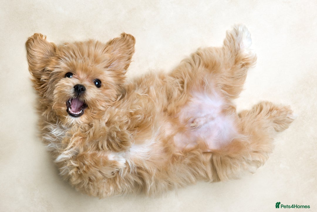 Maltipoo dogs for sale: Gorgeous Maltipoo Puppies – 3 Boys & 3 Girls - Image 12