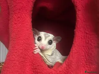 Sugar Glider rodents Sugar glider couple for sale(London) - Advert 1
