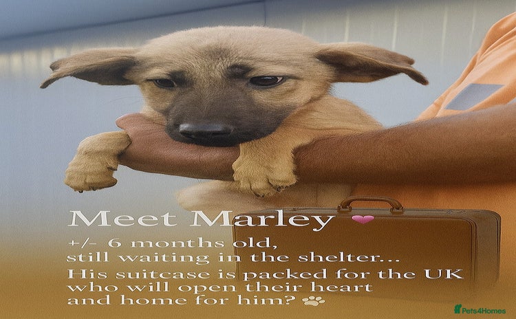Mixed Breed dogs - Advert 1