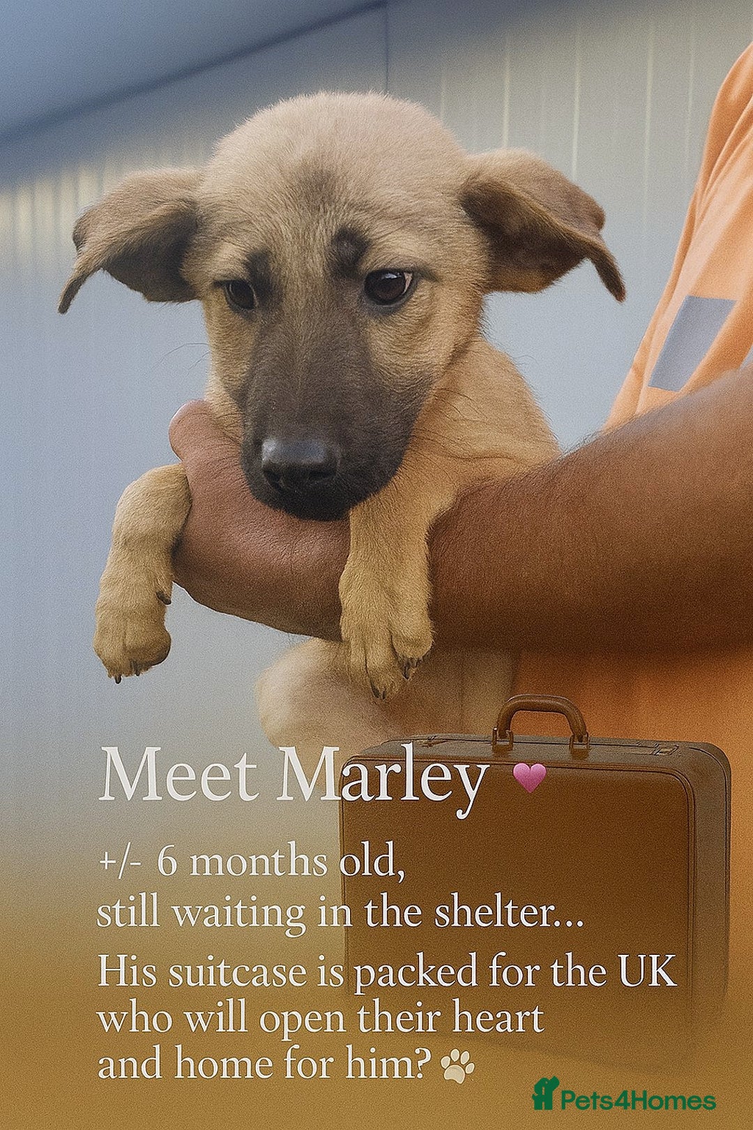 Mixed Breed dogs for adoption: 🐾 Marley – a little boy with a gentle heart 🐾 - Image 1