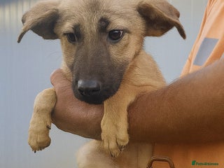 Mixed Breed dogs - Advert 32