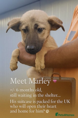 Mixed Breed dogs - Advert 8