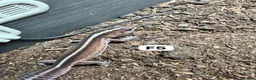 Lizard reptiles for sale: Available Rescues Looking for Their Forever Homes - Advert 25