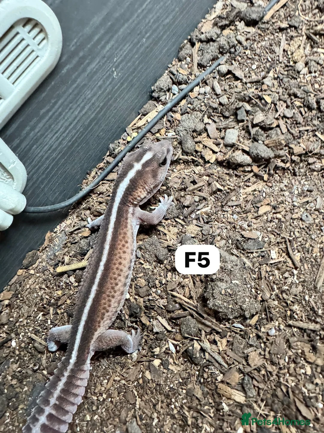 Lizard reptiles for sale: Available Rescues Looking for Their Forever Homes - Advert 25