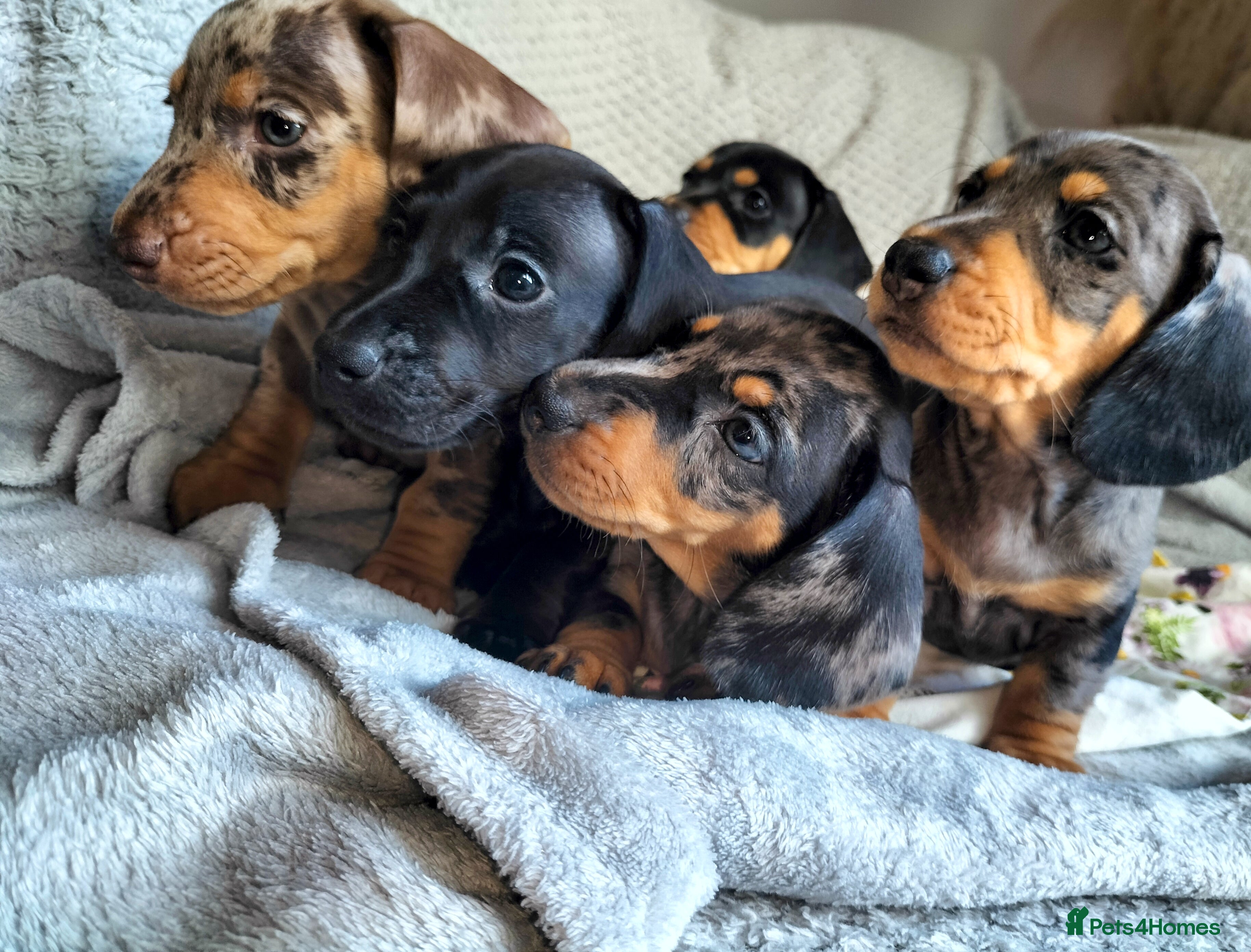 Miniature Dachshund dogs Beautiful miniature dachshunds 😊 - Advert 12