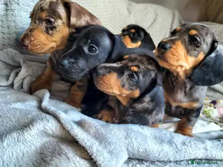Miniature Dachshund dogs Beautiful miniature dachshunds 😊 - Advert 12