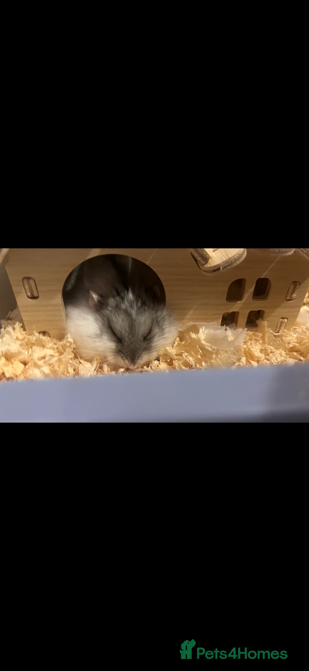 Hamster rodents for sale: dwarf hamster for rehoming - Advert 1