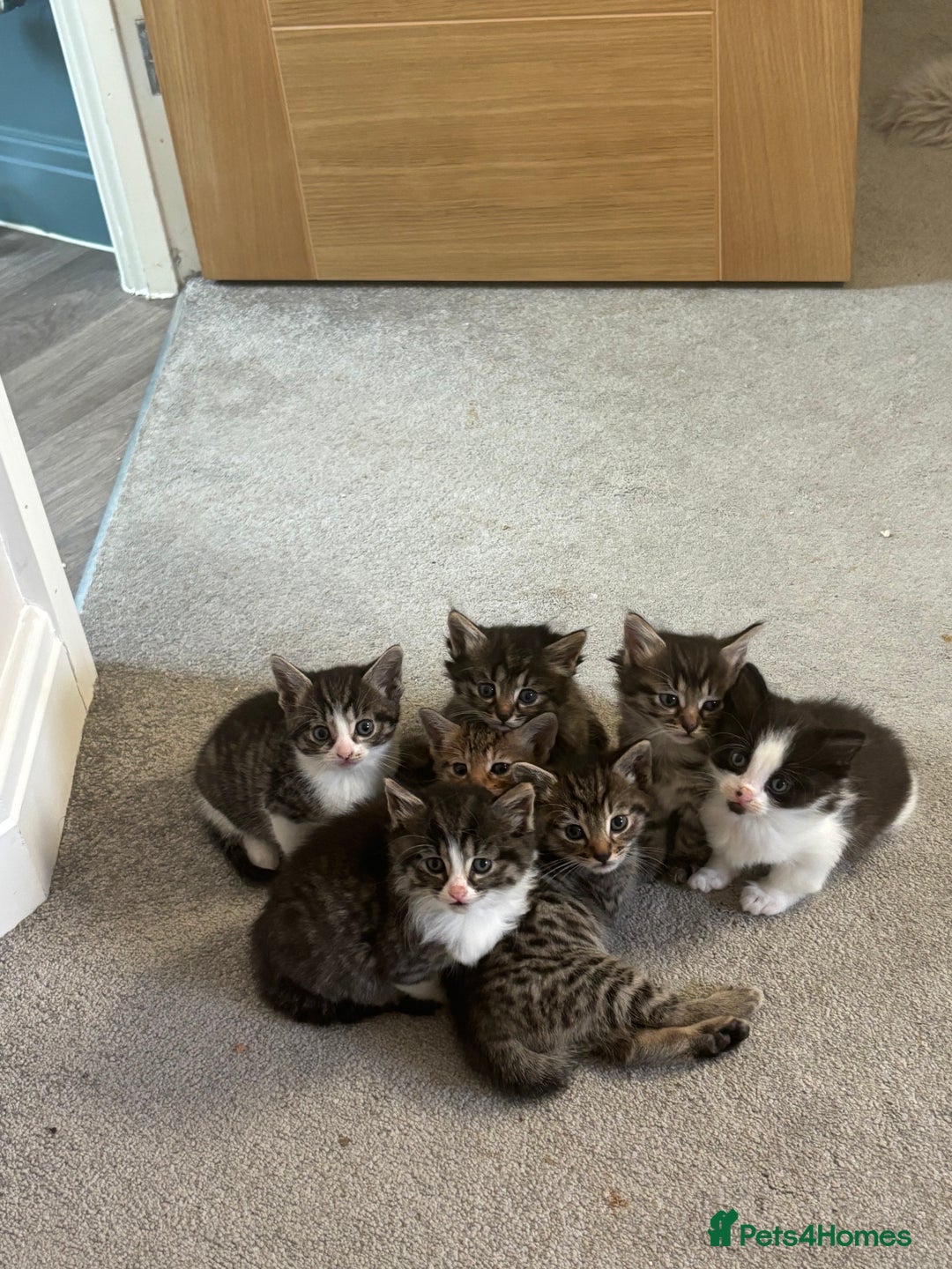 British Shorthair cats for sale: 7 kittens  - Image 11