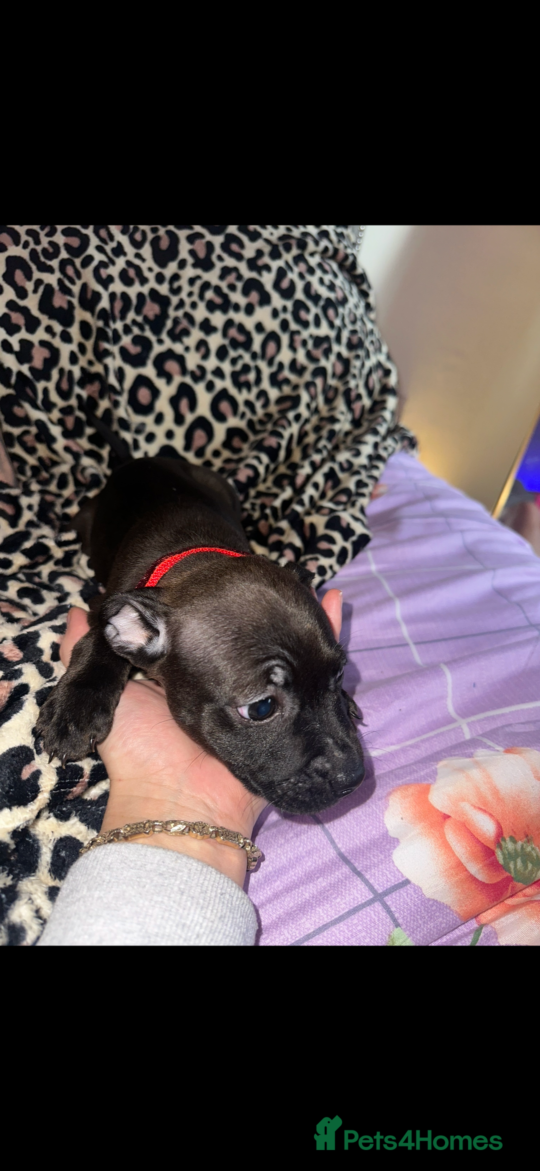 Staffordshire Bull Terrier dogs for sale: Stunning staff puppies  - Advert 2