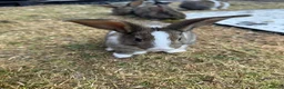 Mixed Breed rabbits for sale: 5 bunnies .3 Boys and 2 girls . - Advert 5