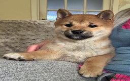 Japanese Shiba Inu dogs for sale: KC reg Japanese Shiba Inu puppies  - Image 19