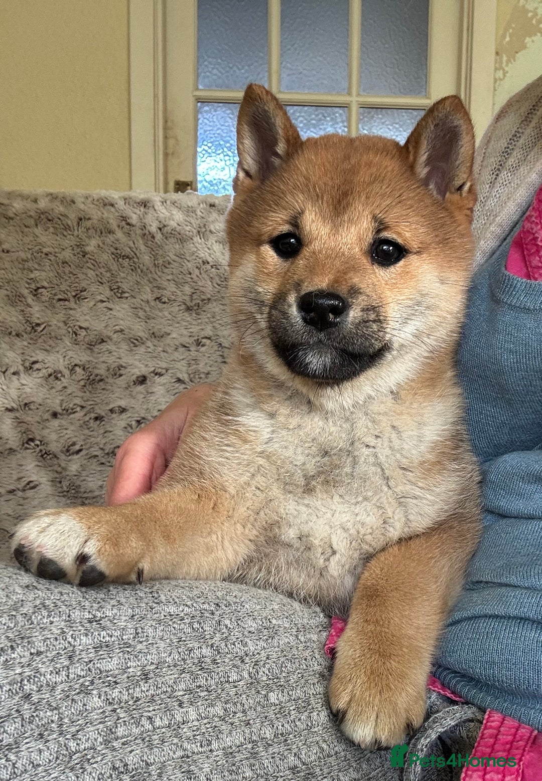 Japanese Shiba Inu dogs for sale: KC reg Japanese Shiba Inu puppies  - Image 19