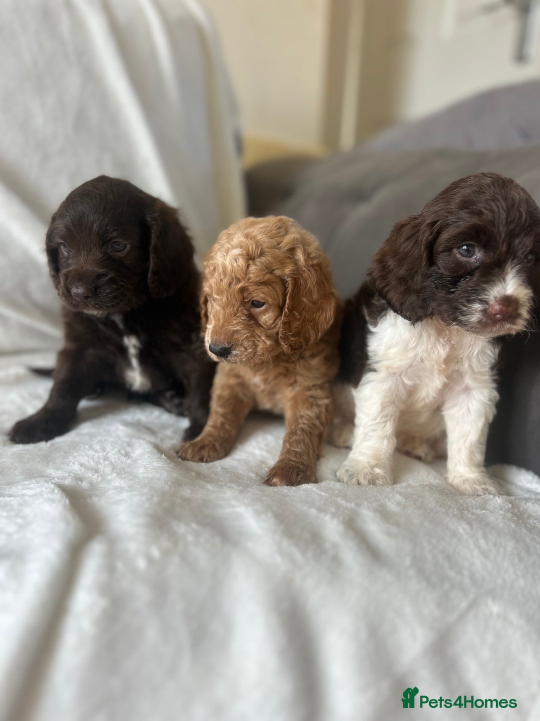 Cockapoo dogs for sale: beautiful toy cockapoo - Image 12