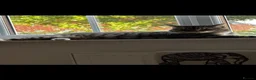 Siberian cats for sale: Siberian Cross Kittens For Sale - Advert 2
