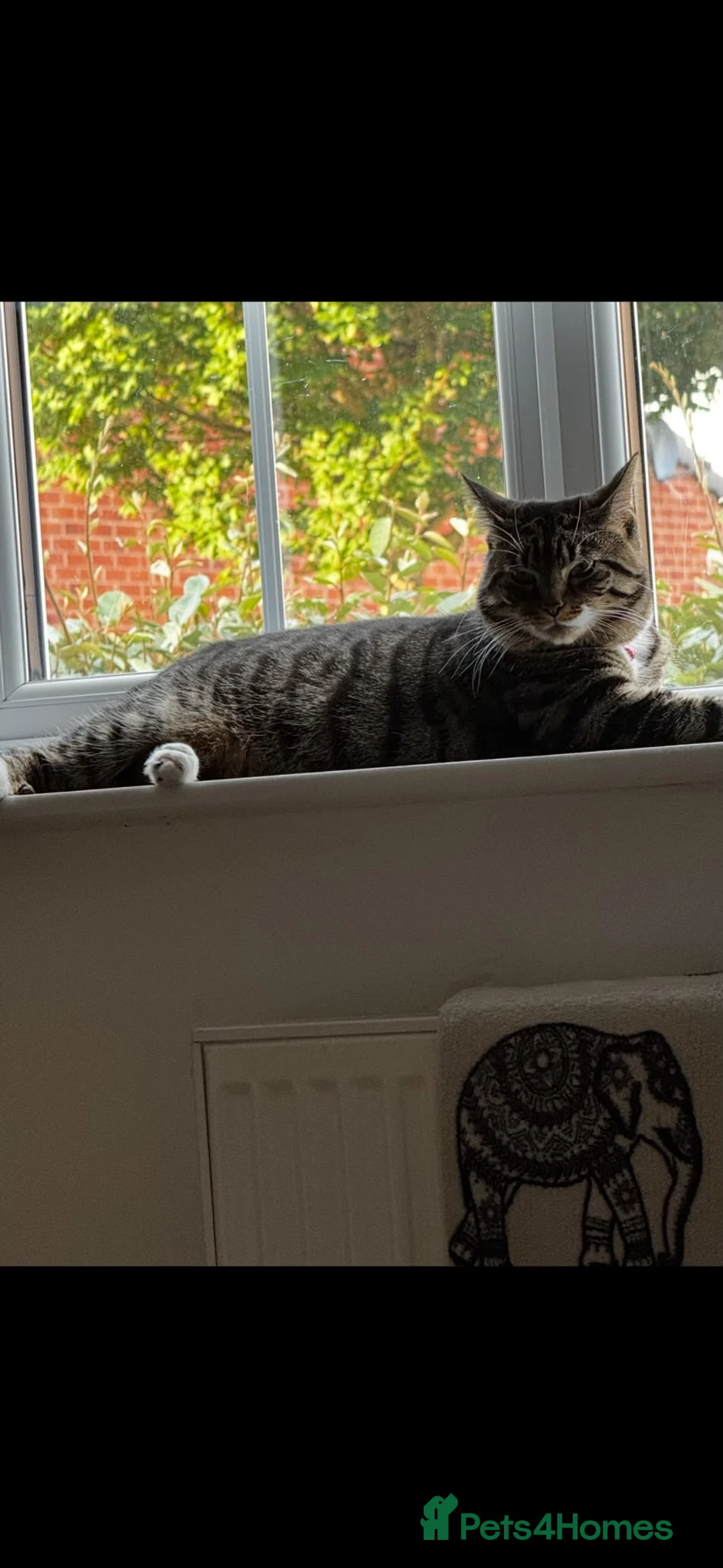 Siberian cats for sale: Siberian Cross Kittens For Sale - Advert 2