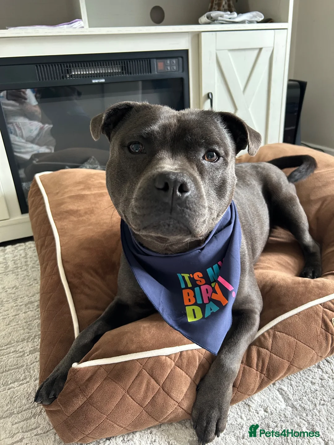 Staffordshire Bull Terrier dogs for sale: Hulk  in Manchester - Advert 1