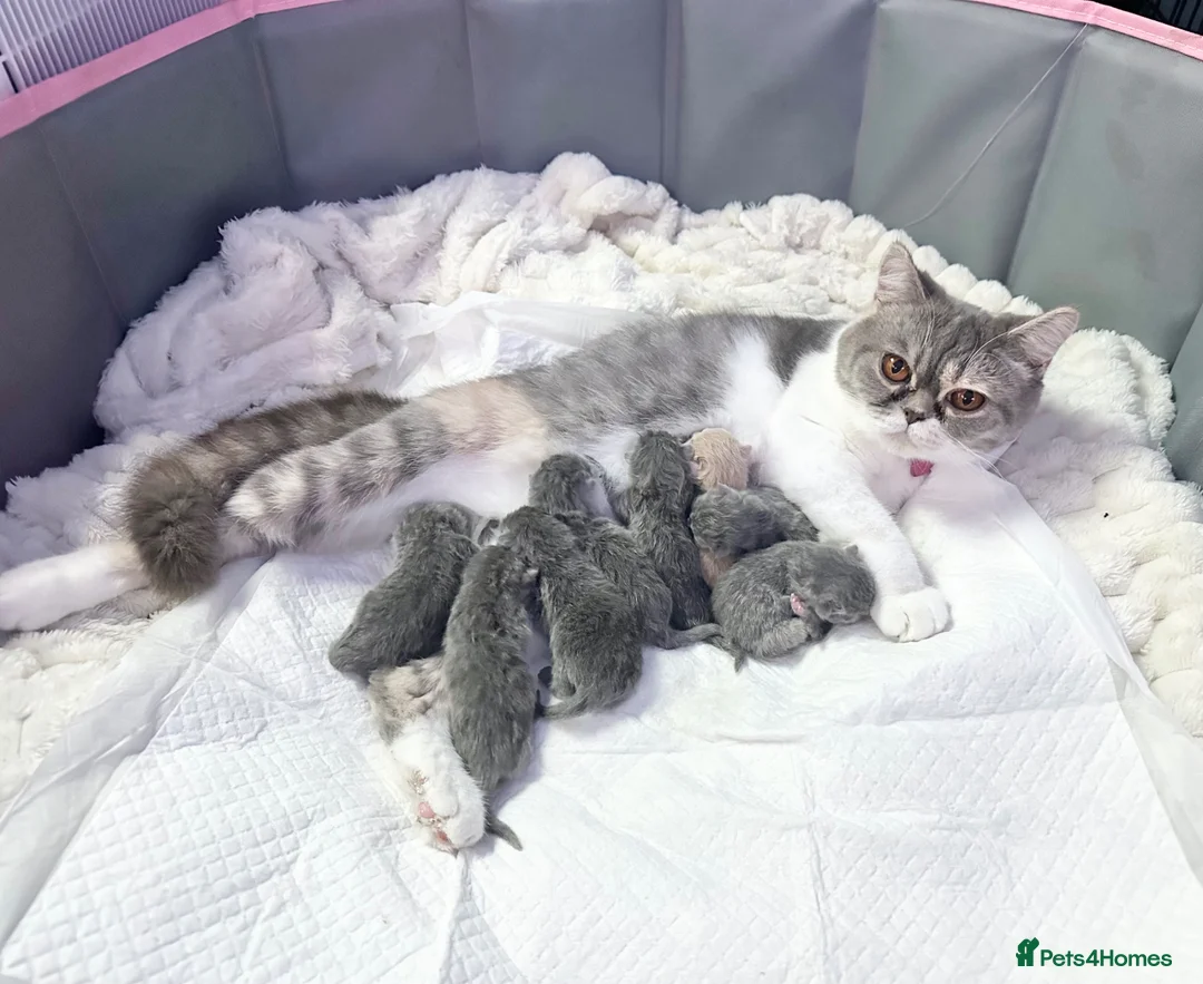 British Shorthair cats for sale: BRITISH SHORTHAIR KITTENS  - Advert 1