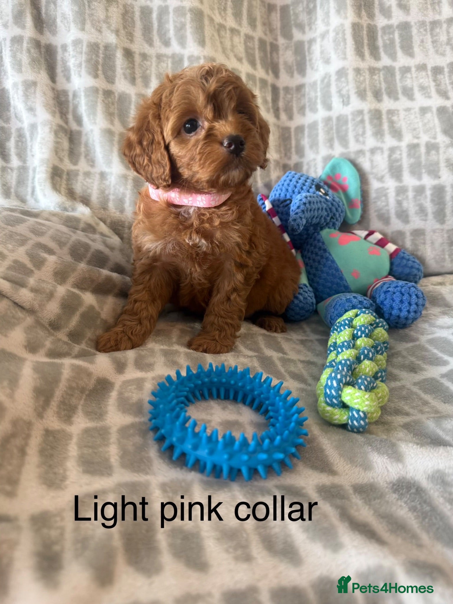 Cockapoo dogs Beautiful Cockapoo puppies  - Advert 1