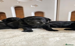 Labrador Retriever dogs for sale: 7 STUNNING BLACK LABRADOR PUPPIES - Image 3