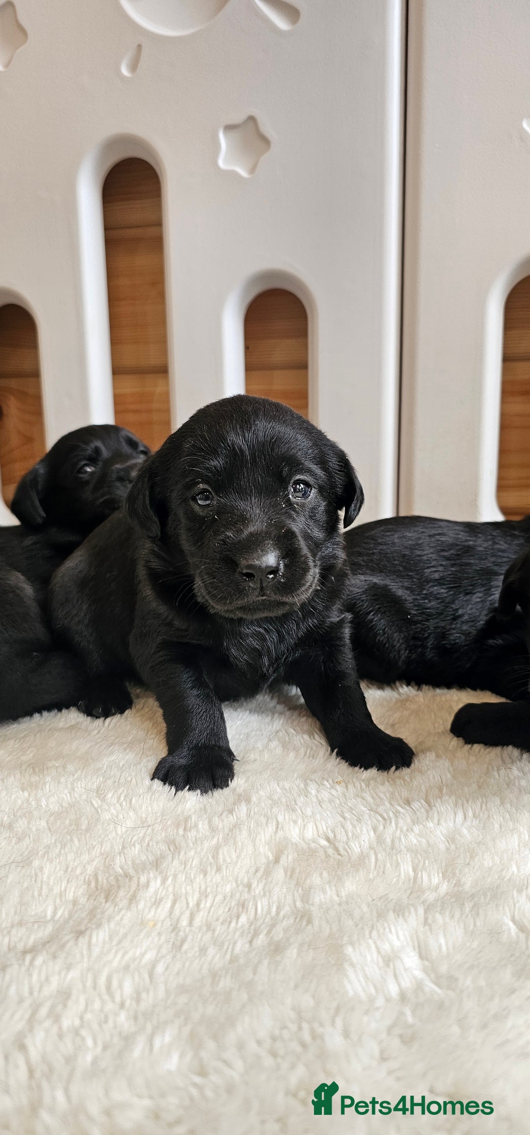 Labrador Retriever dogs for sale: 7 STUNNING BLACK LABRADOR PUPPIES - Image 3
