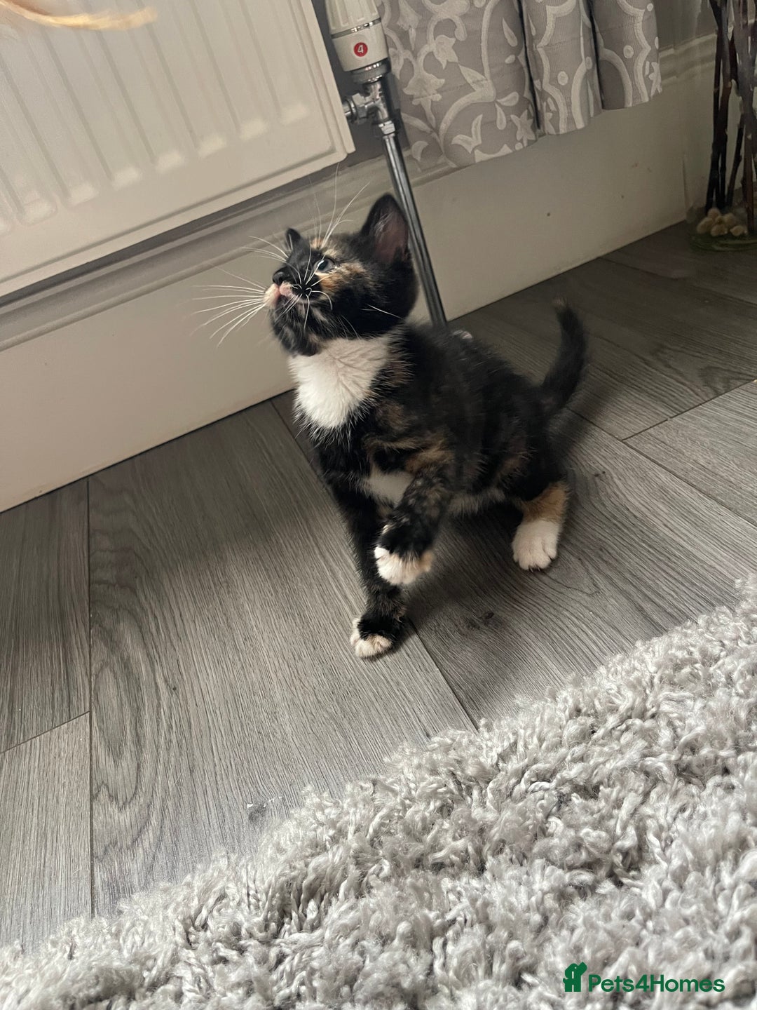 Mixed Breed cats for sale: 5 Kittens for sale  - Image 30