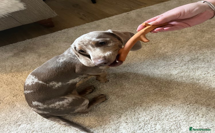 Dachshund dogs - Advert 5