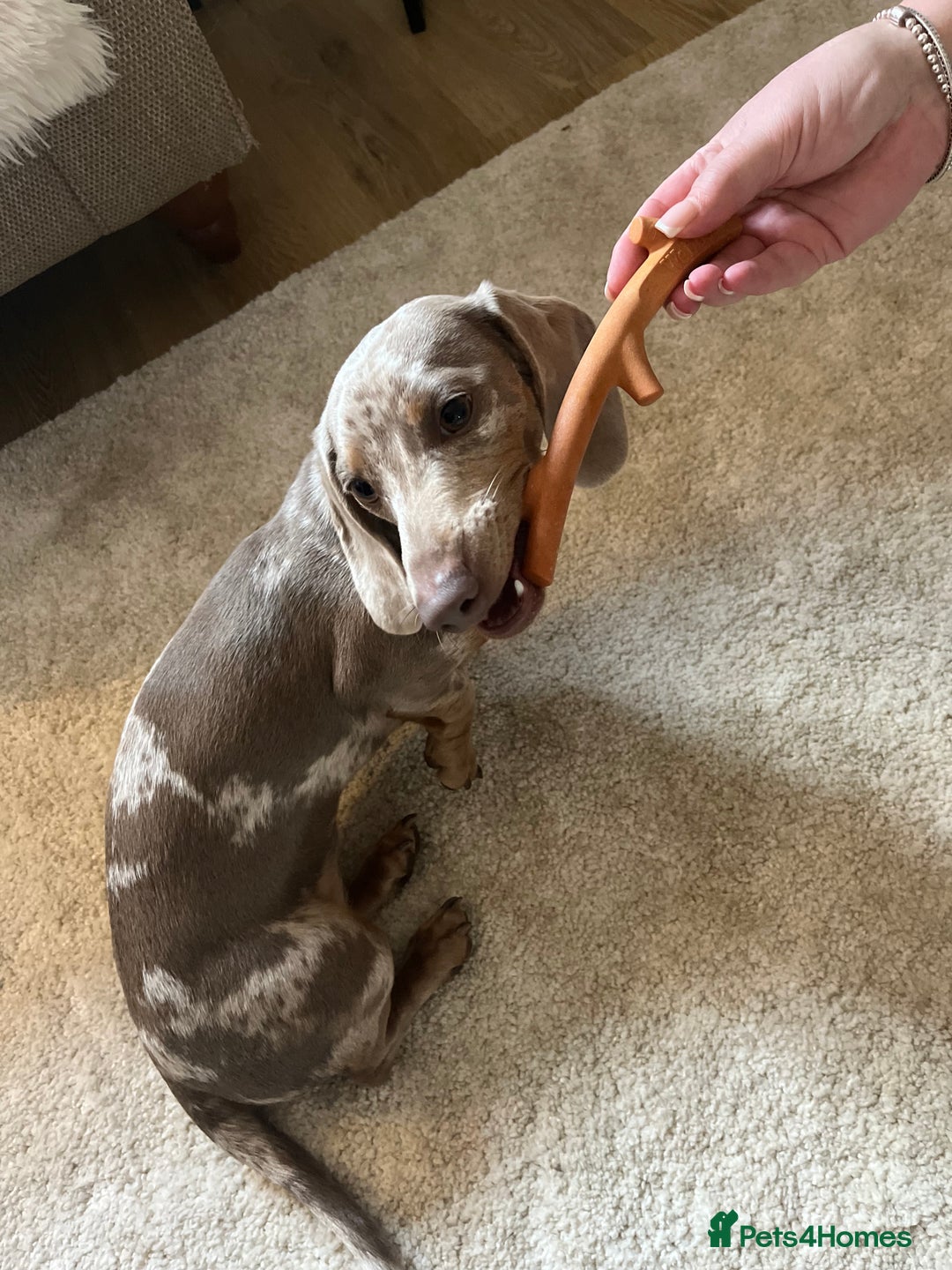 Dachshund dogs for sale: Minatare Dachshund  - Image 1